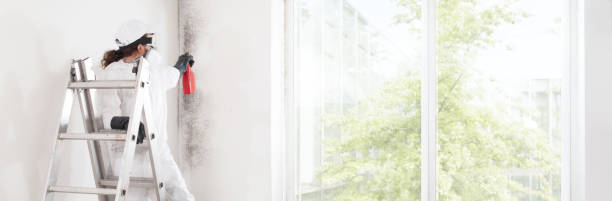 Reliable Hickman, KY Mold Removal Solutions